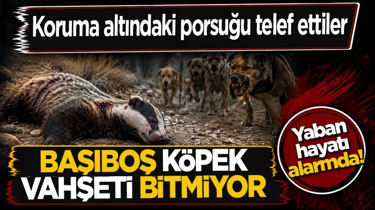 Koruma altındaki porsuğu telef ettiler! Başıboş köpek dehşeti bu kez yaban hayatı vurdu
