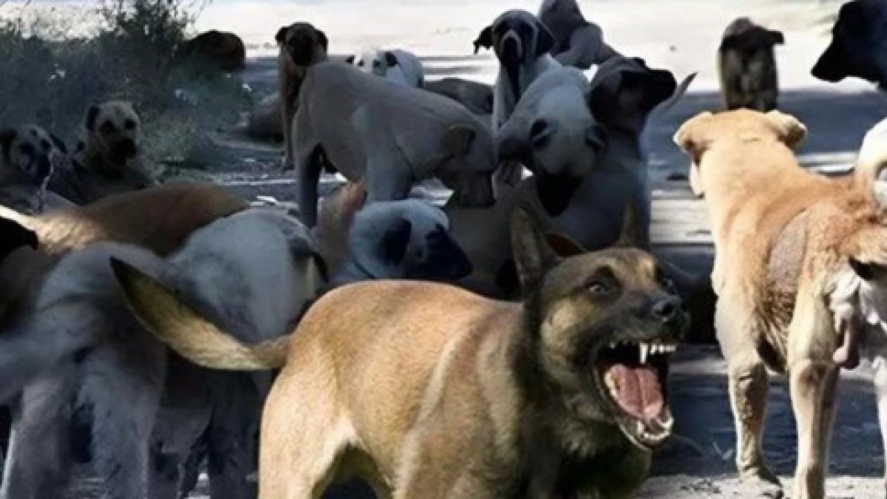 Foto - Koruma altındaki porsuğu telef ettiler! Başıboş köpek dehşeti bu kez yaban hayatı vurdu