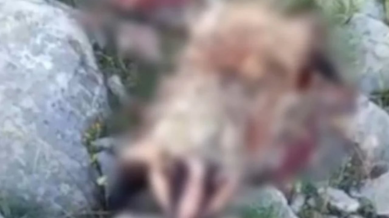 Foto - Koruma altındaki porsuğu telef ettiler! Başıboş köpek dehşeti bu kez yaban hayatı vurdu
