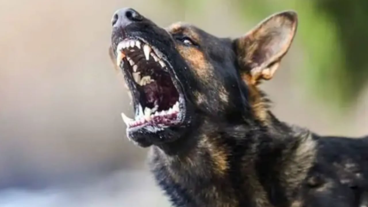 Foto - Koruma altındaki porsuğu telef ettiler! Başıboş köpek dehşeti bu kez yaban hayatı vurdu