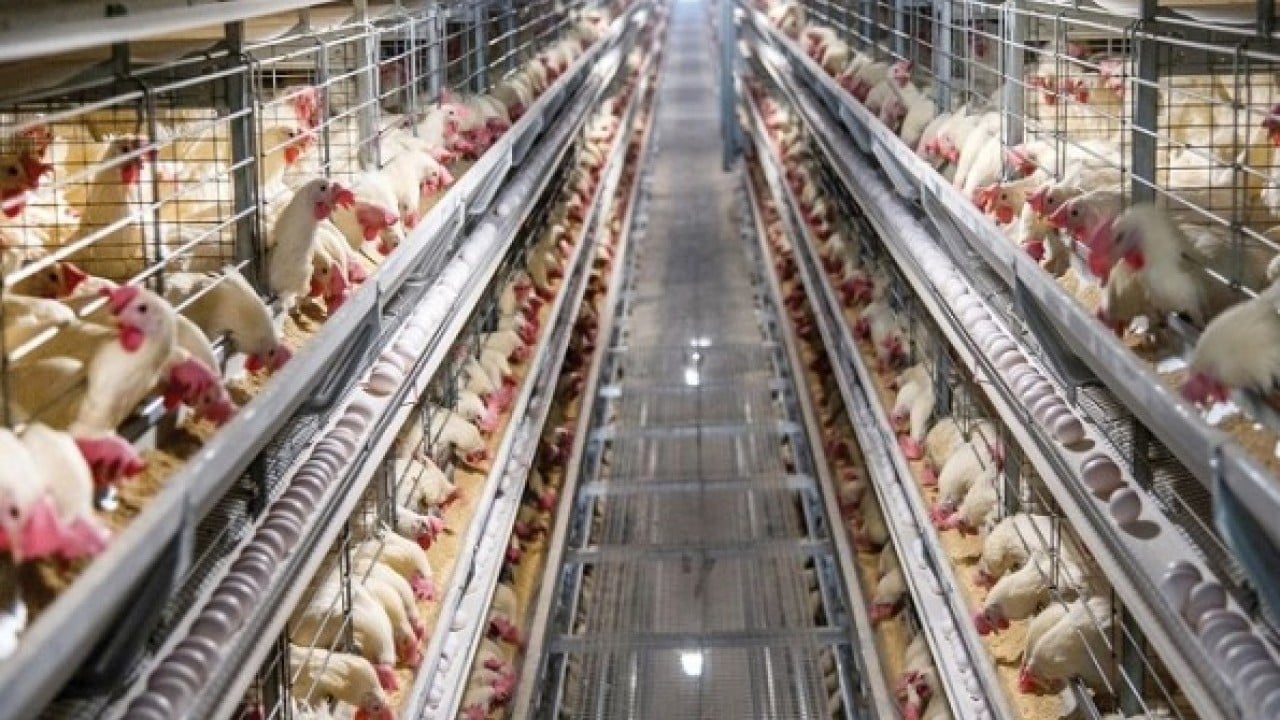 Foto - Kötü haber: Türkiye'nin tavukçuluk devi iflas etti