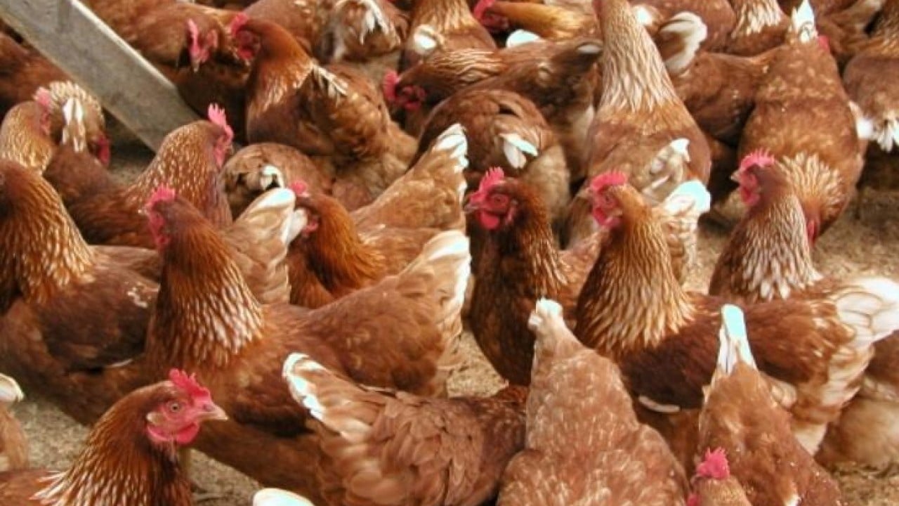 Foto - Kötü haber: Türkiye'nin tavukçuluk devi iflas etti