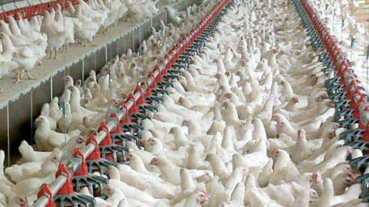 Foto - Kötü haber: Türkiye'nin tavukçuluk devi iflas etti