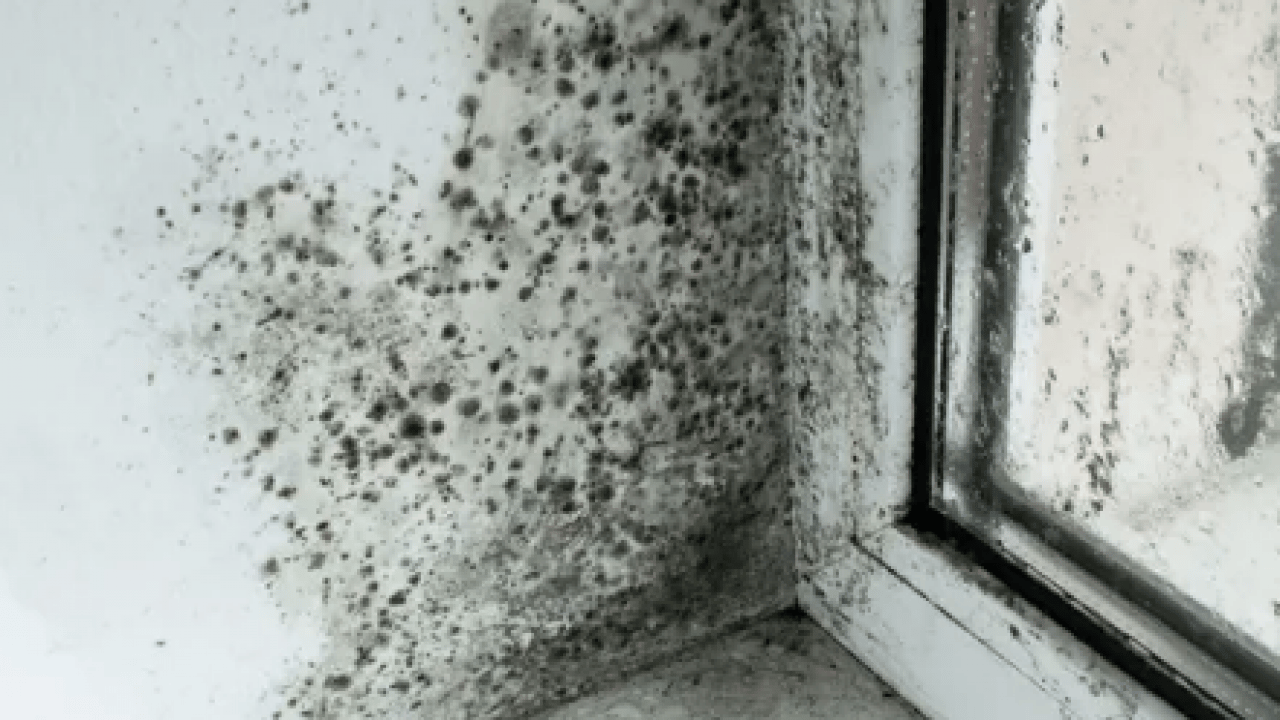 Foto - Kötü kokuya son: Küf ve rutubeti ortadan kaldırdı: Etki edecek en pratik yöntem...