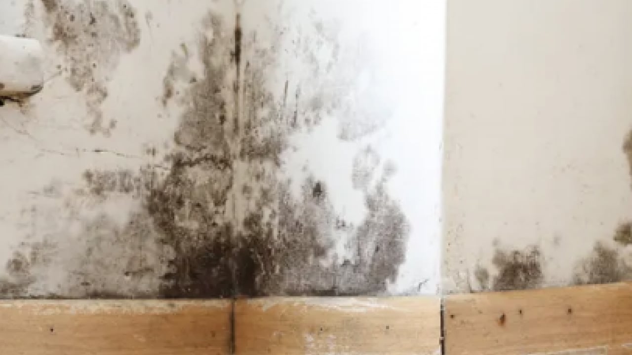 Kötü kokuya son: Küf ve rutubeti ortadan kaldırdı: Etki edecek en pratik yöntem...