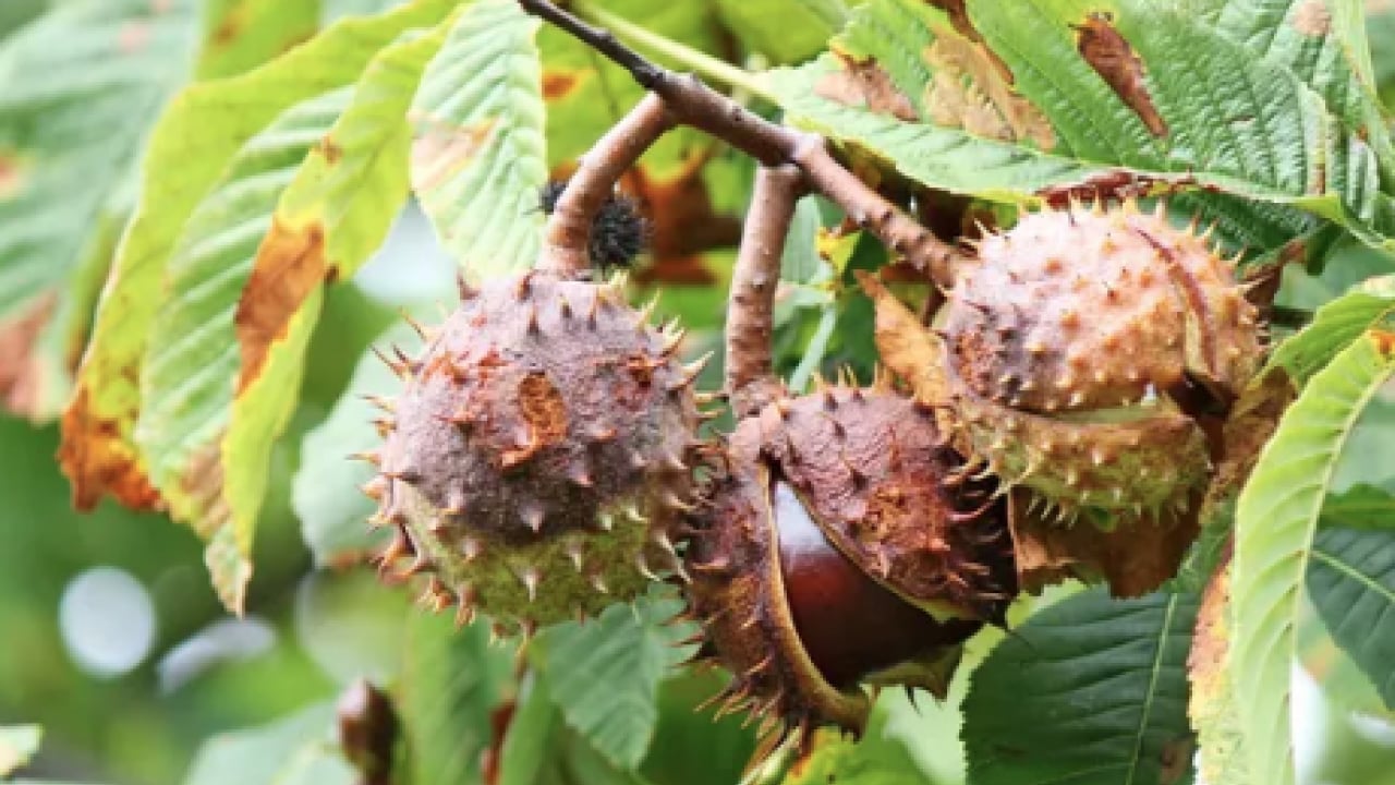 Foto - Kötü kokuya son: Küf ve rutubeti ortadan kaldırdı: Etki edecek en pratik yöntem...