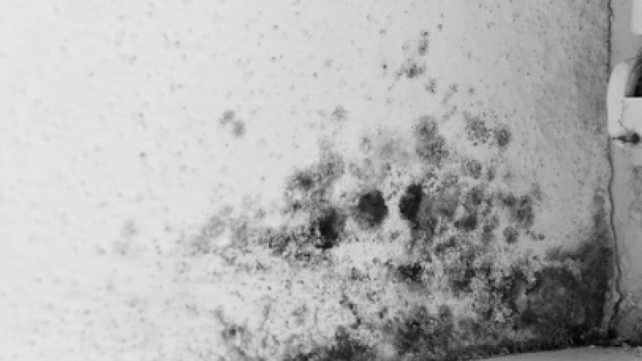 Foto - Kötü kokuya son: Küf ve rutubeti ortadan kaldırdı: Etki edecek en pratik yöntem...