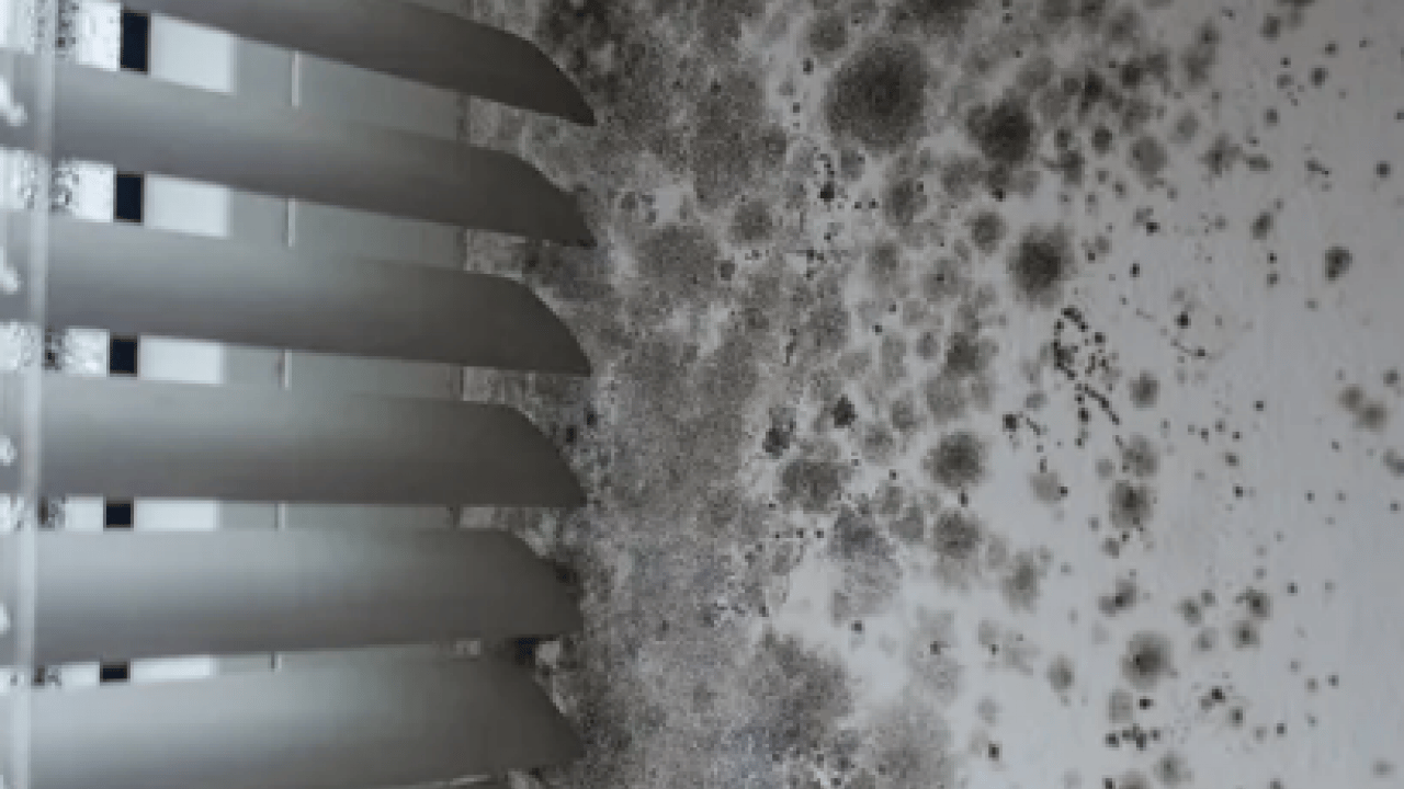 Foto - Kötü kokuya son: Küf ve rutubeti ortadan kaldırdı: Etki edecek en pratik yöntem...