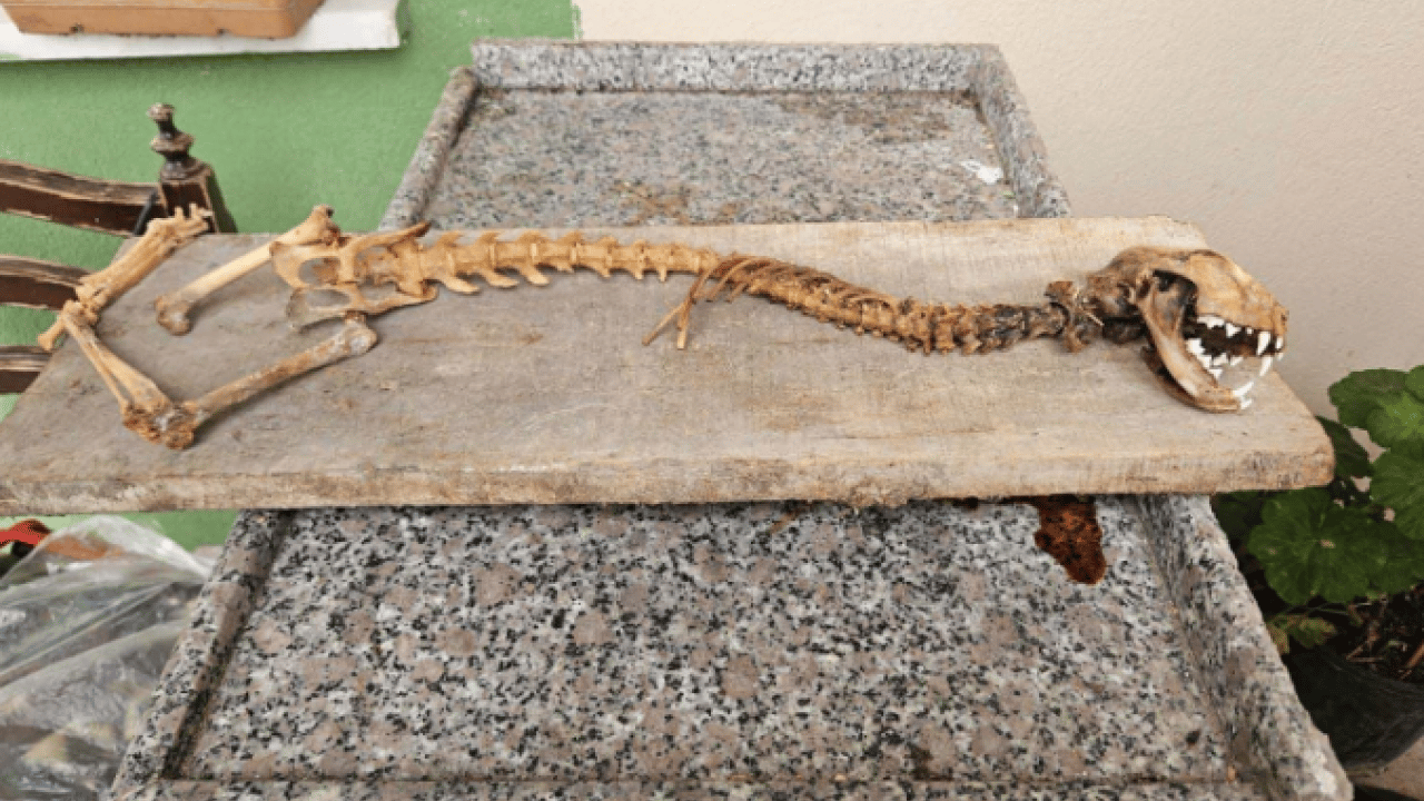 Foto - Köy muhtarı şoke oldu! Ahırda 55 santimlik iskelet bulundu