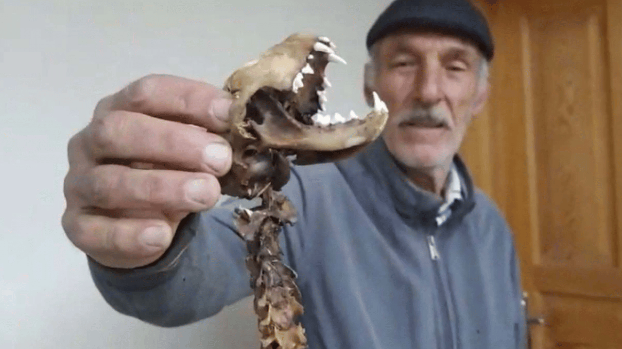 Foto - Köy muhtarı şoke oldu! Ahırda 55 santimlik iskelet bulundu