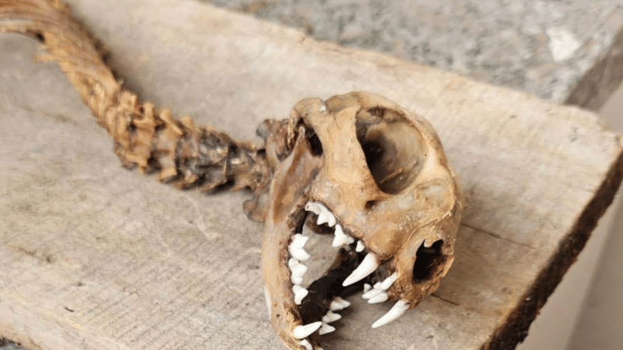 Foto - Köy muhtarı şoke oldu! Ahırda 55 santimlik iskelet bulundu