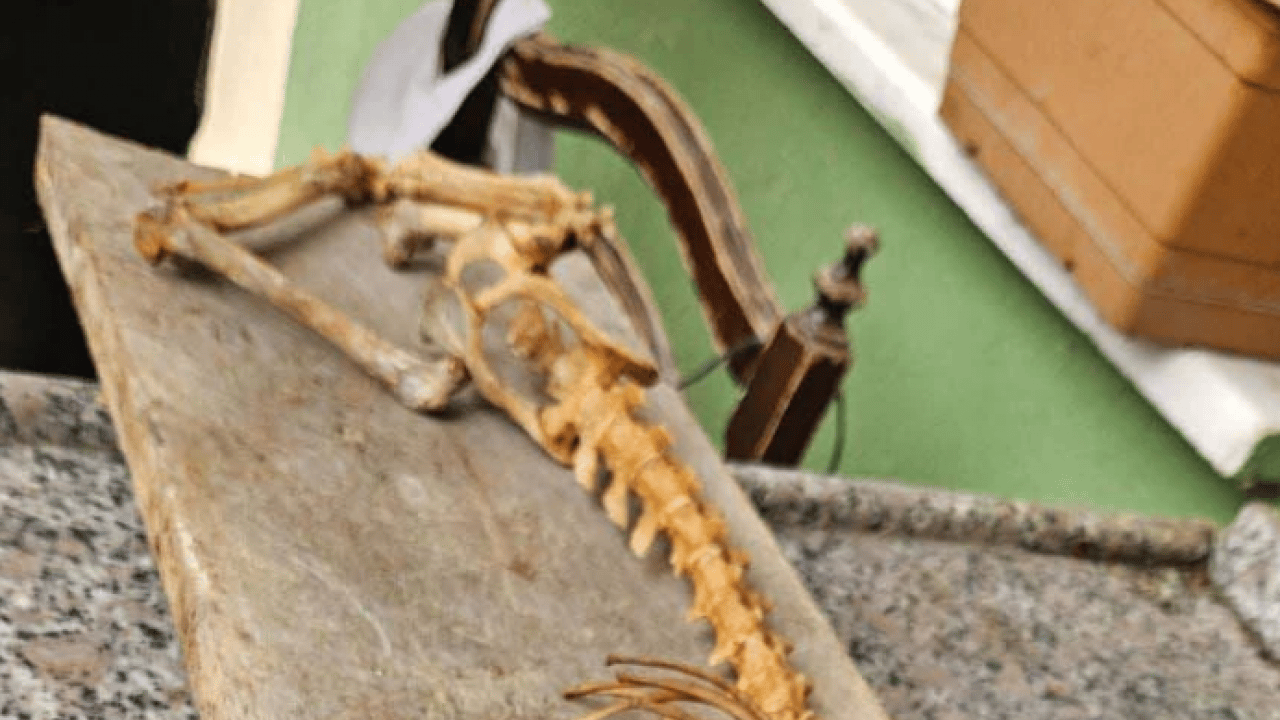 Foto - Köy muhtarı şoke oldu! Ahırda 55 santimlik iskelet bulundu