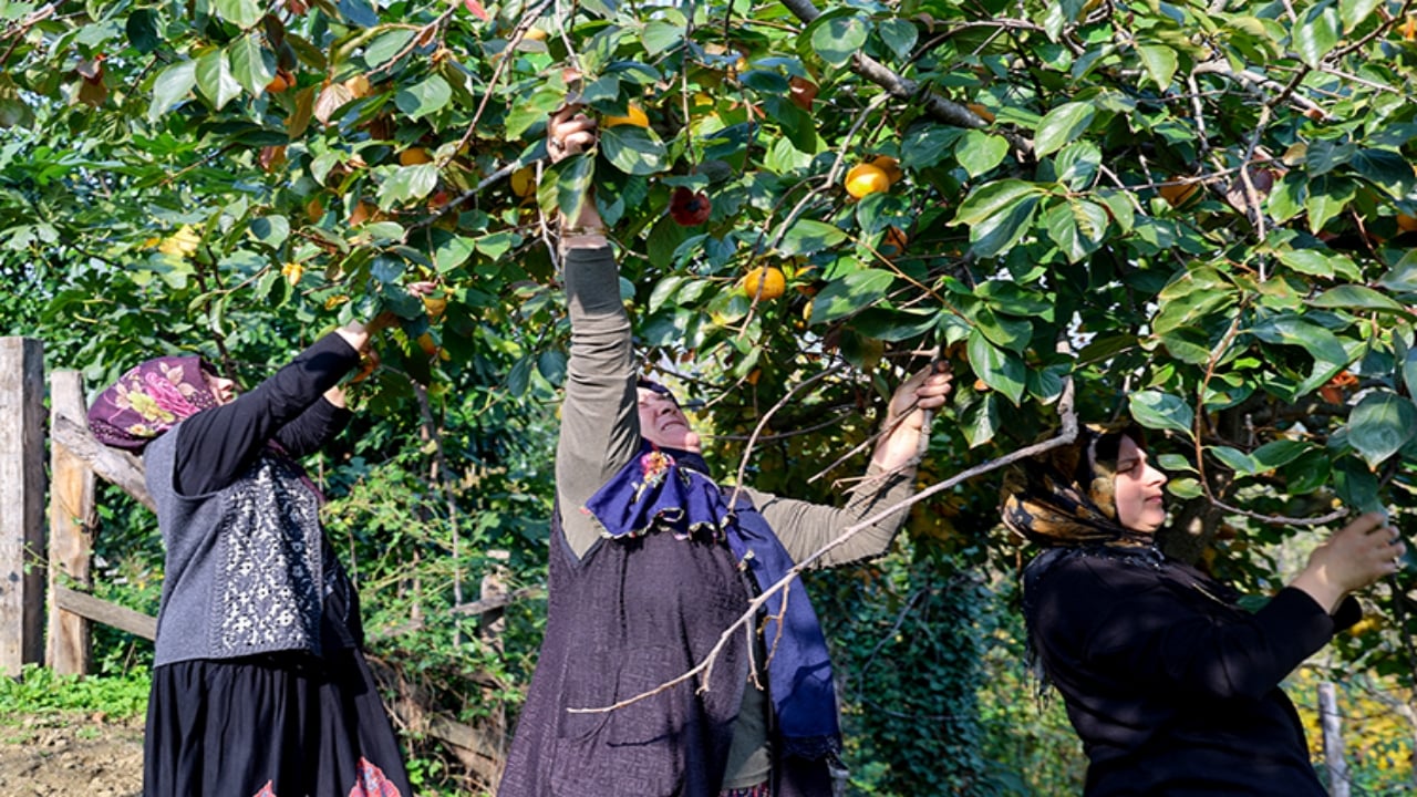 Foto - Köylü kadınlar hazineyi buldu! Sobada kurutup servet kazanıyorlar