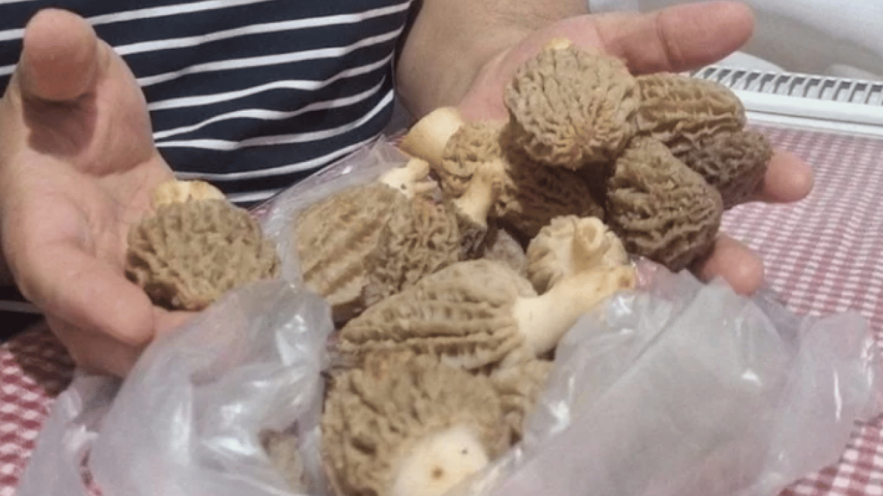 Foto - Köylüler onun için dağlara tırmanıyor: ''Doğanın eti'' topraktan çıkıyor!