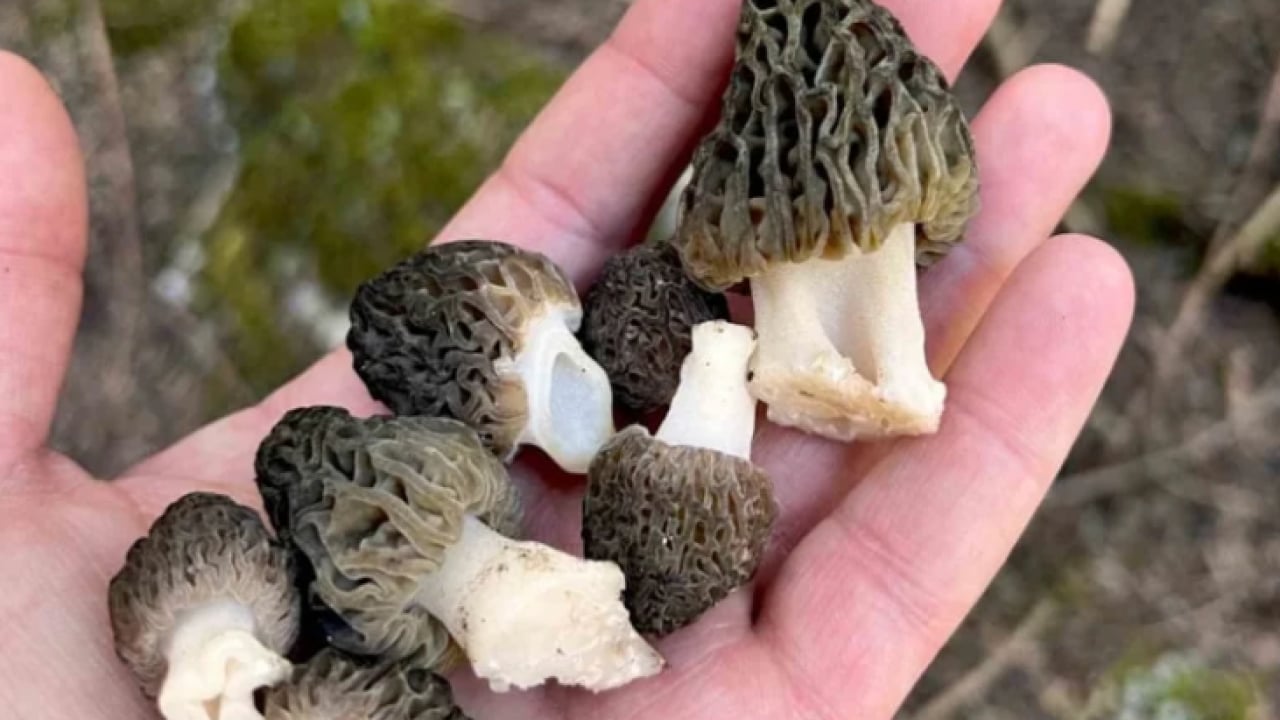 Foto - Köylüler onun için dağlara tırmanıyor: ''Doğanın eti'' topraktan çıkıyor!