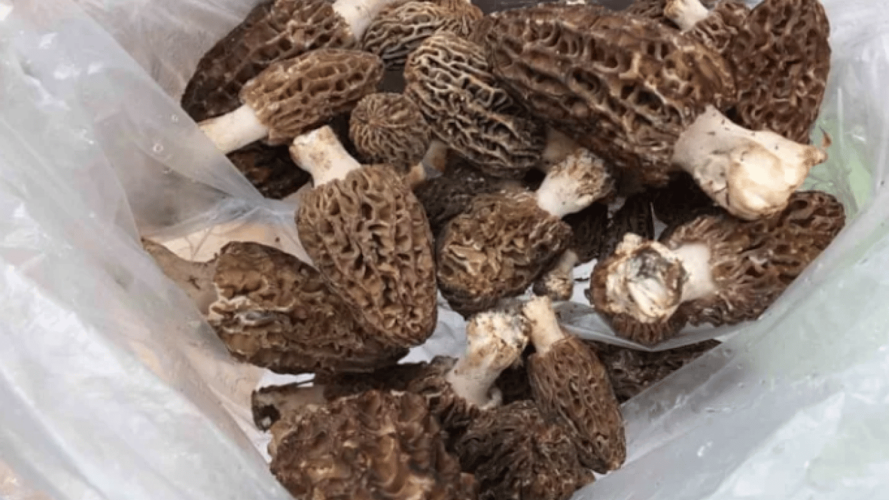 Köylüler onun için dağlara tırmanıyor: ''Doğanın eti'' topraktan çıkıyor!