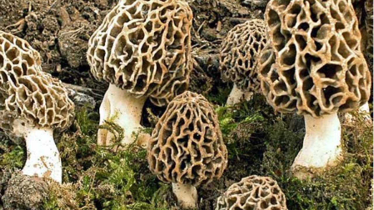 Foto - Köylüler onun için dağlara tırmanıyor: ''Doğanın eti'' topraktan çıkıyor!