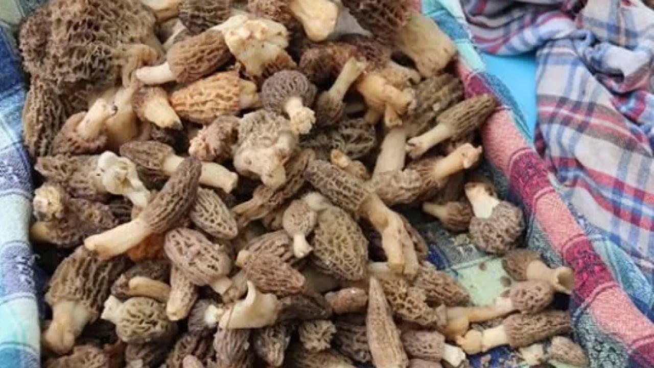 Foto - Köylüler onun için dağlara tırmanıyor: ''Doğanın eti'' topraktan çıkıyor!