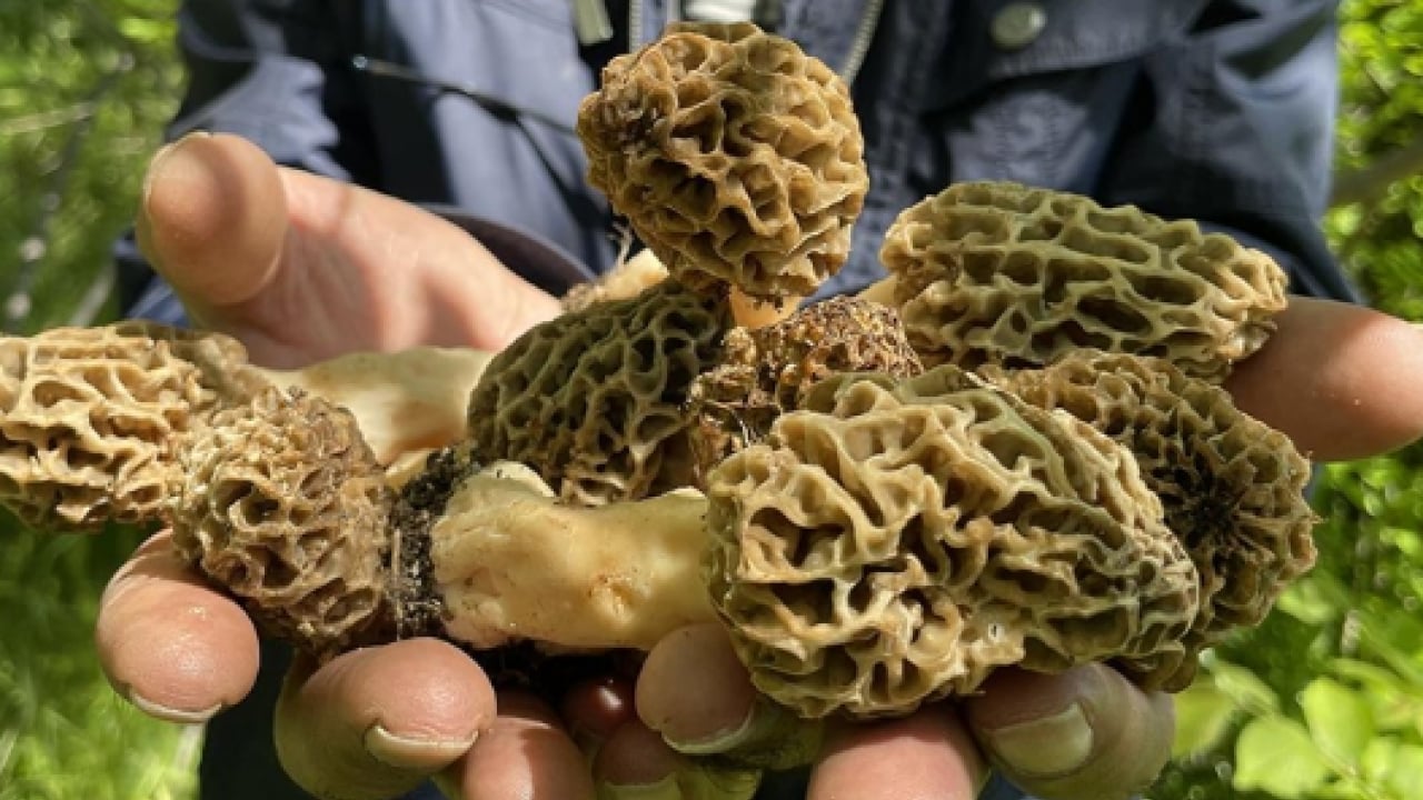 Foto - Köylüler onun için dağlara tırmanıyor: ''Doğanın eti'' topraktan çıkıyor!