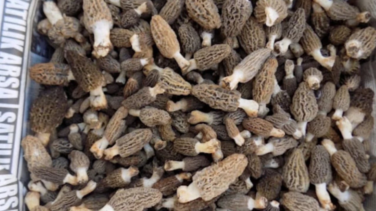 Foto - Köylüler onun için dağlara tırmanıyor: ''Doğanın eti'' topraktan çıkıyor!