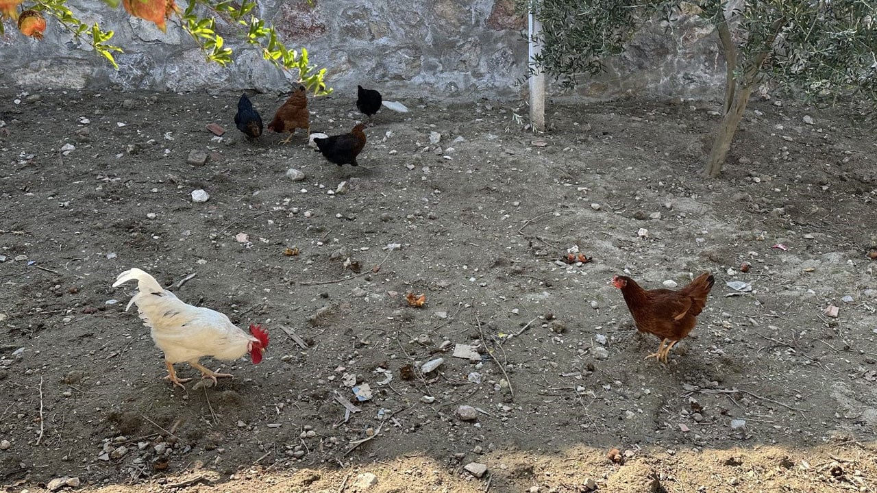 Foto - Köylüler şaşırdı kaldı! Bakın CİMER'e neyi şikayet etmişler