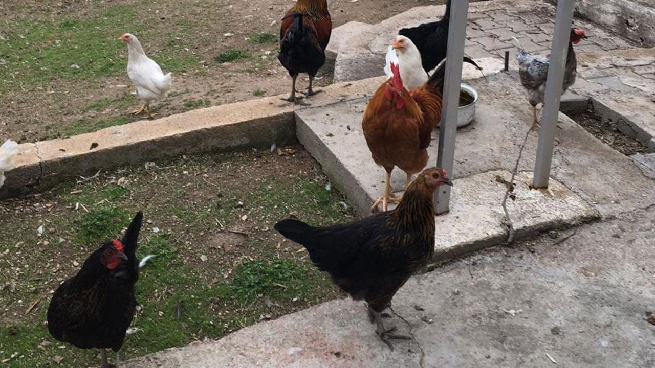 Foto - Köylüler şaşırdı kaldı! Bakın CİMER'e neyi şikayet etmişler