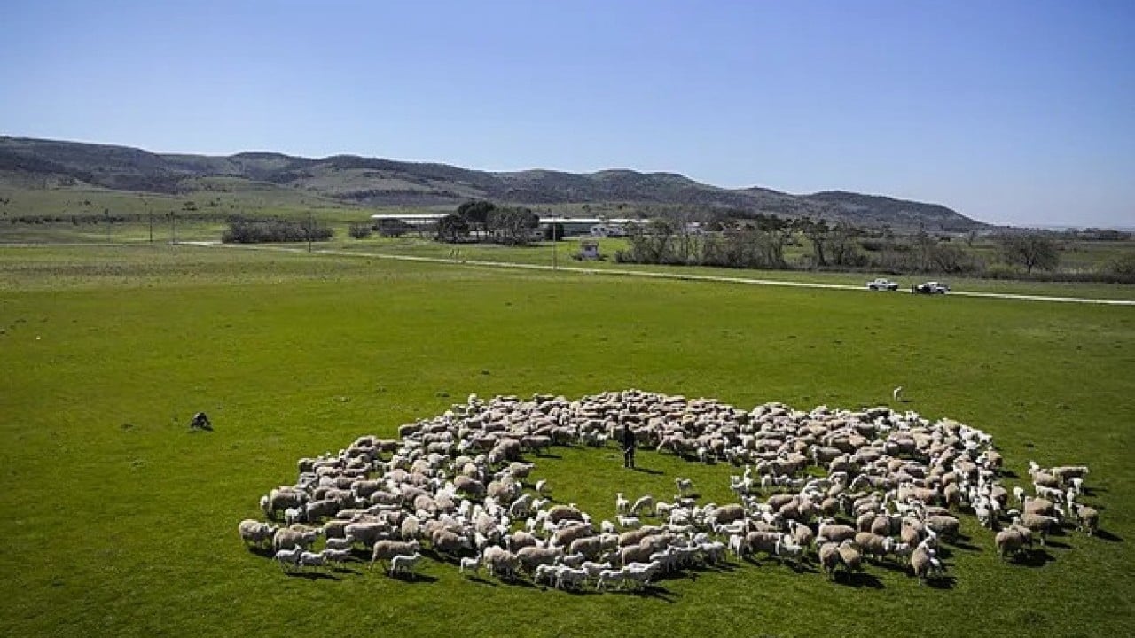 Foto - Köylüye küçükbaş müjdesi! Bakan Yumaklı 150 bin hayvan için düğmeye bastı