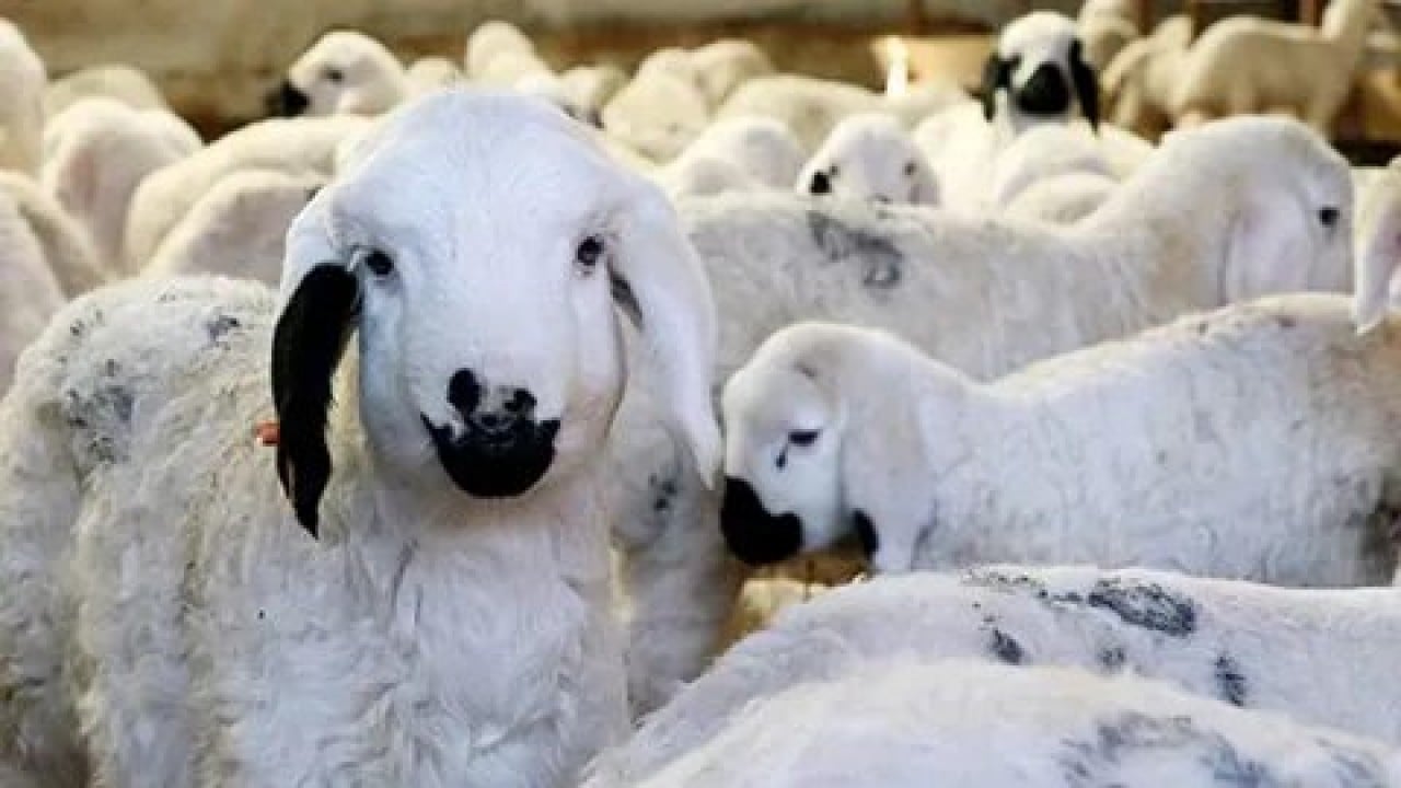 Foto - Köylüye küçükbaş müjdesi! Bakan Yumaklı 150 bin hayvan için düğmeye bastı