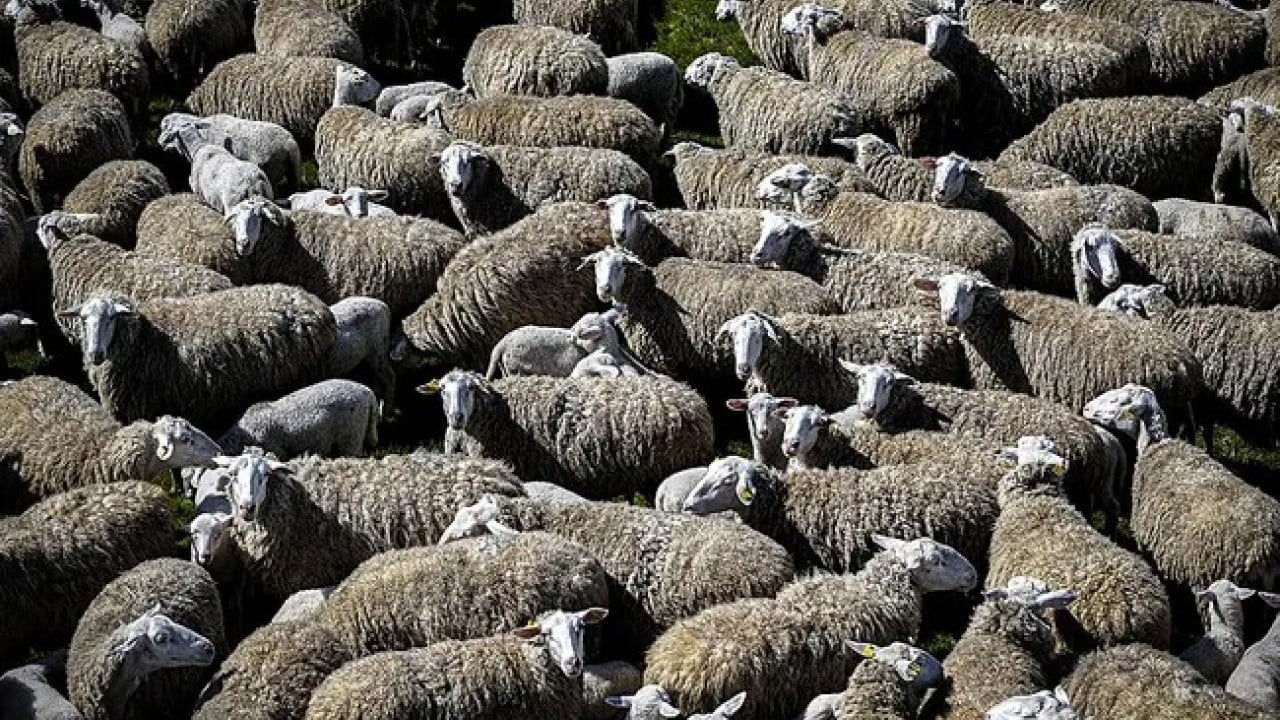Foto - Köylüye küçükbaş müjdesi! Bakan Yumaklı 150 bin hayvan için düğmeye bastı