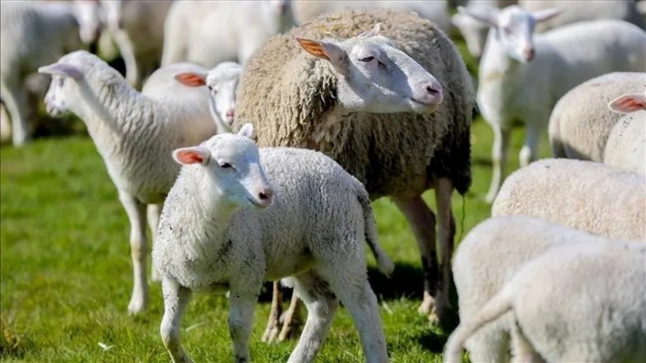 Foto - Köylüye küçükbaş müjdesi! Bakan Yumaklı 150 bin hayvan için düğmeye bastı