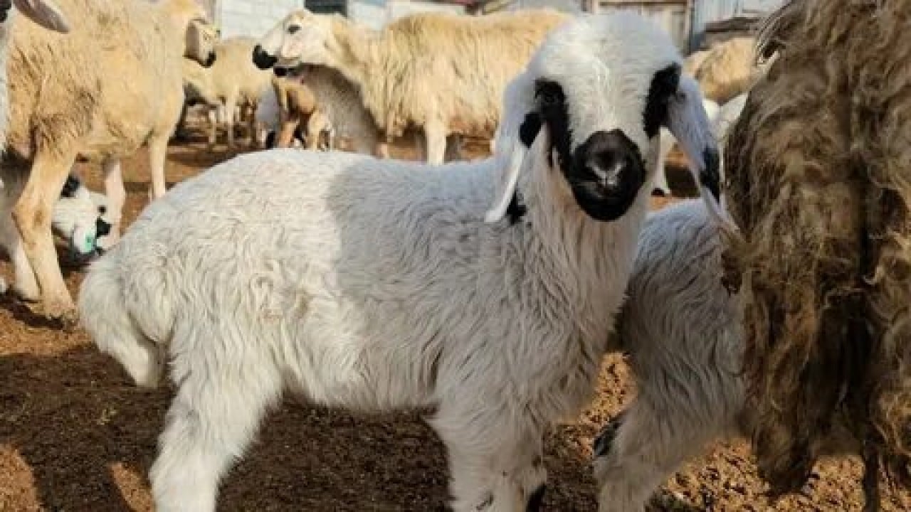 Foto - Köylüye küçükbaş müjdesi! Bakan Yumaklı 150 bin hayvan için düğmeye bastı