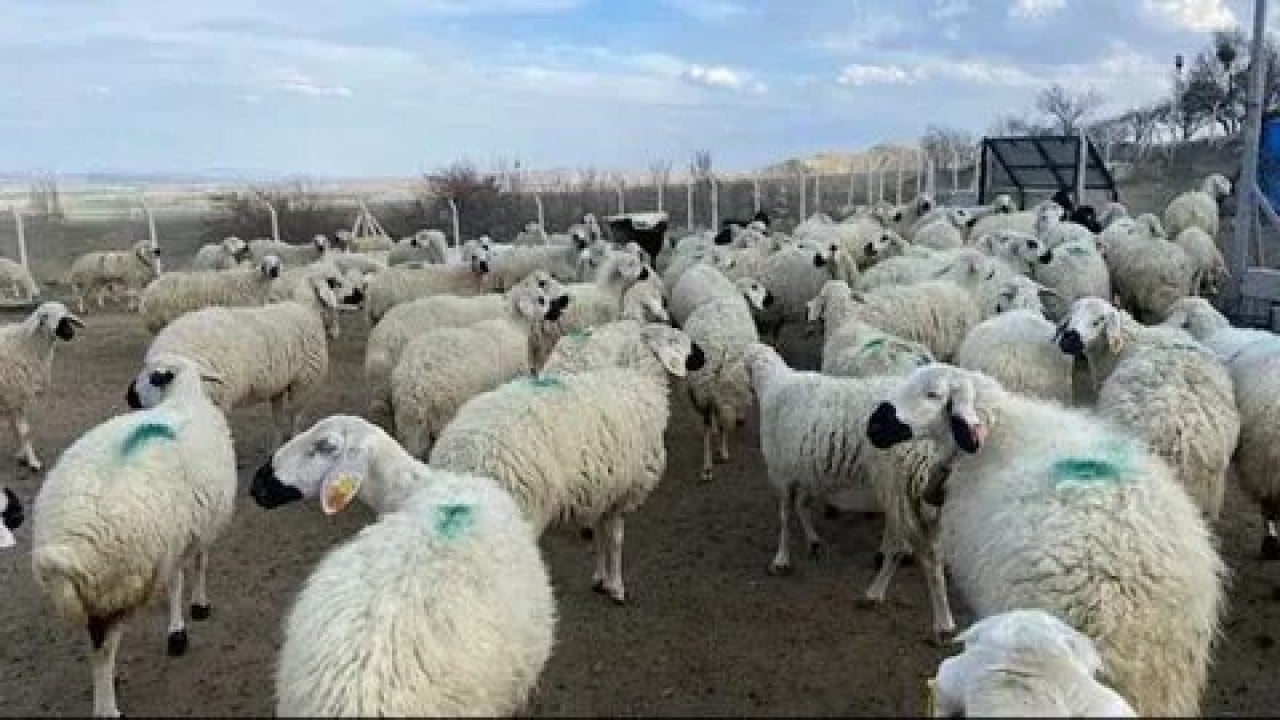Foto - Köylüye küçükbaş müjdesi! Bakan Yumaklı 150 bin hayvan için düğmeye bastı