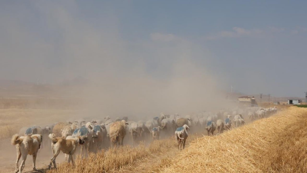 Foto - Koyun sürülerinin geçiş güzergâhı! Konya Ovası'nda tozlu yolculuk