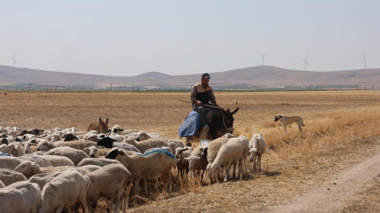 Foto - Koyun sürülerinin geçiş güzergâhı! Konya Ovası'nda tozlu yolculuk