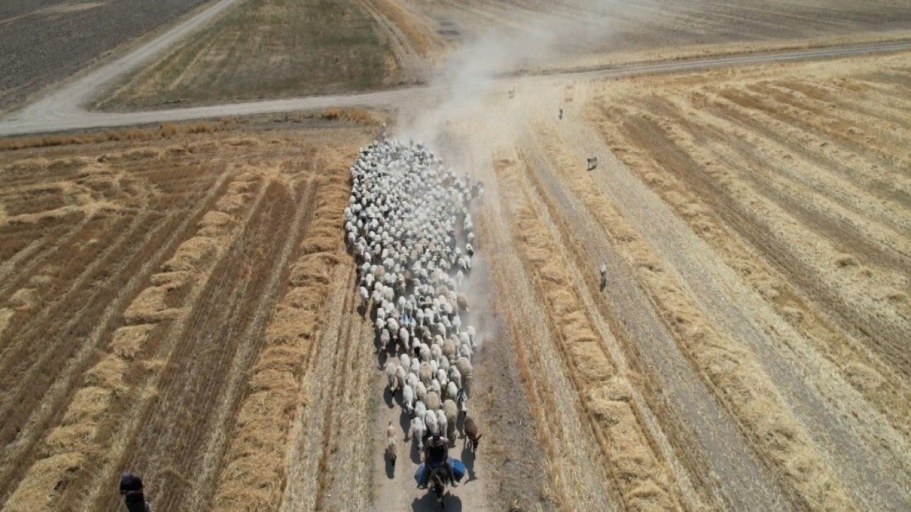 Koyun sürülerinin geçiş güzergâhı! Konya Ovası'nda tozlu yolculuk