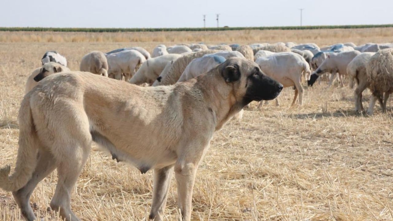 Foto - Koyun sürülerinin geçiş güzergâhı! Konya Ovası'nda tozlu yolculuk