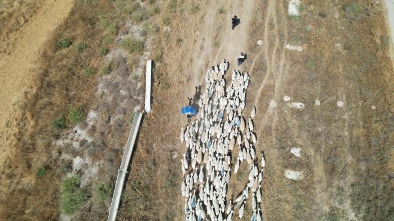 Foto - Koyun sürülerinin geçiş güzergâhı! Konya Ovası'nda tozlu yolculuk
