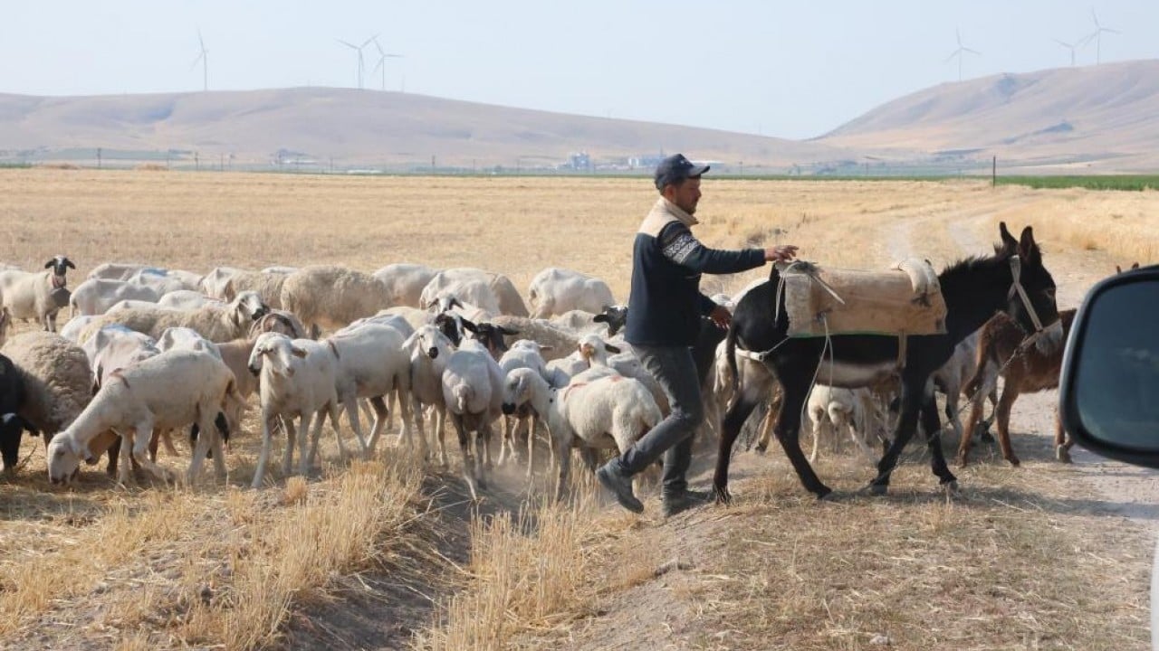 Foto - Koyun sürülerinin geçiş güzergâhı! Konya Ovası'nda tozlu yolculuk