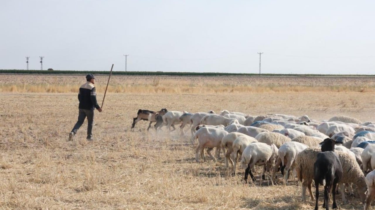 Foto - Koyun sürülerinin geçiş güzergâhı! Konya Ovası'nda tozlu yolculuk