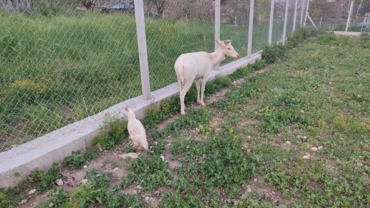 Foto - Koyun sürüsüyle dolaştı Beyaz geyik Elazığ’ı çok sevdi