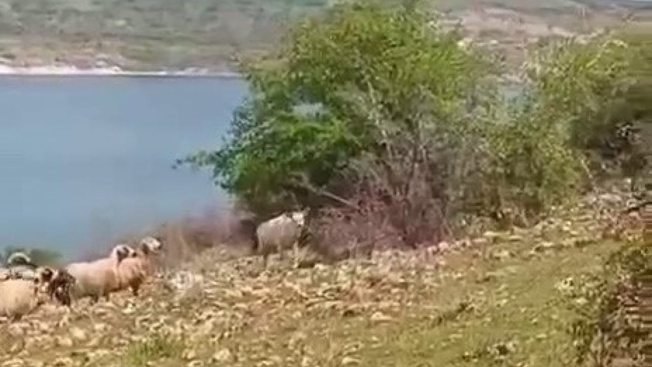 Foto - Koyun sürüsüyle dolaştı Beyaz geyik Elazığ’ı çok sevdi