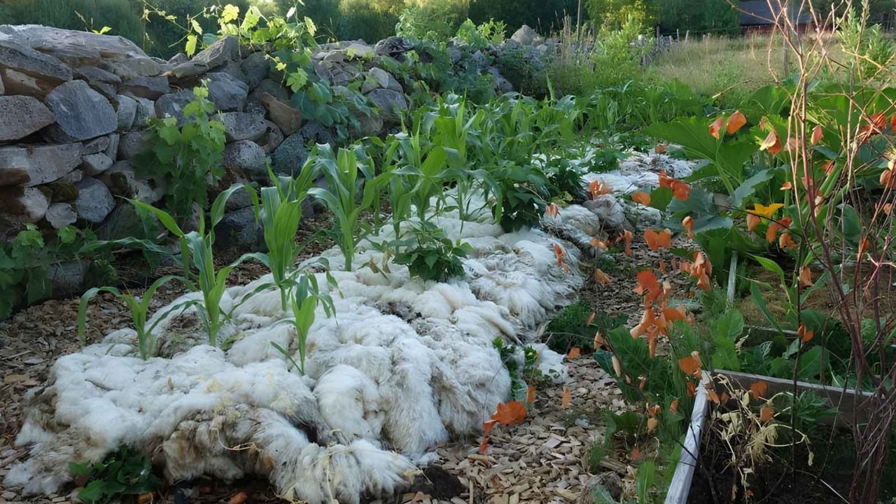 Foto - Koyun yünlerini tarlalara serdiler! Sonuçlar inanılmaz