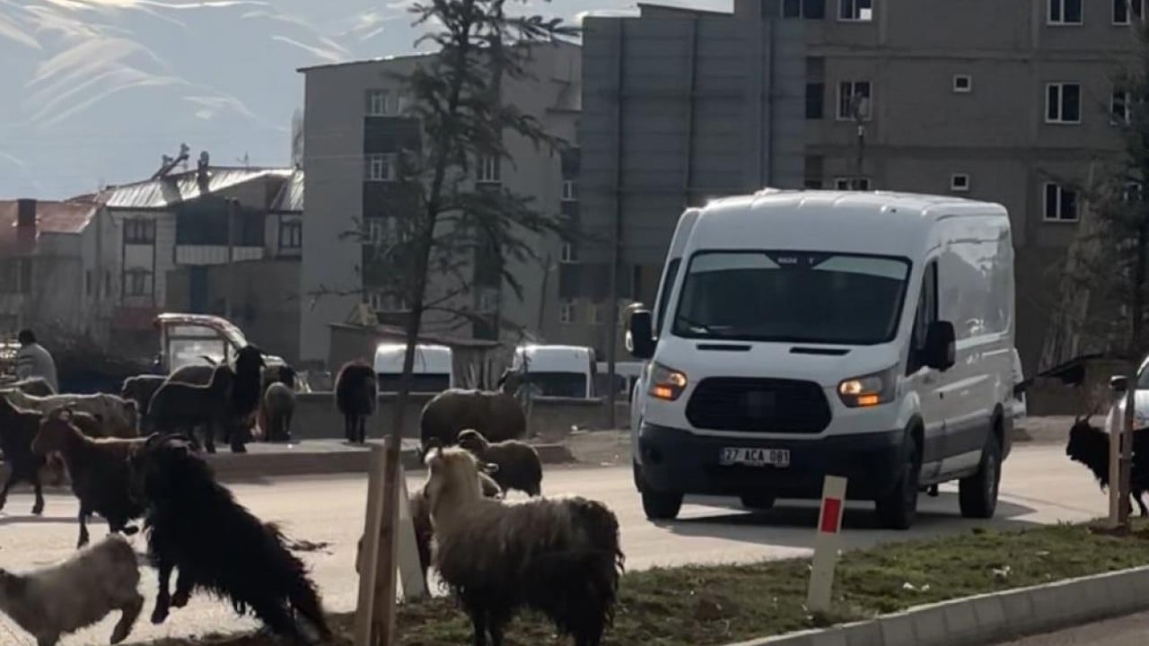 Foto - Koyunlar otladı, sürücüler bekledi Kornaya değil telefonlara sarıldılar