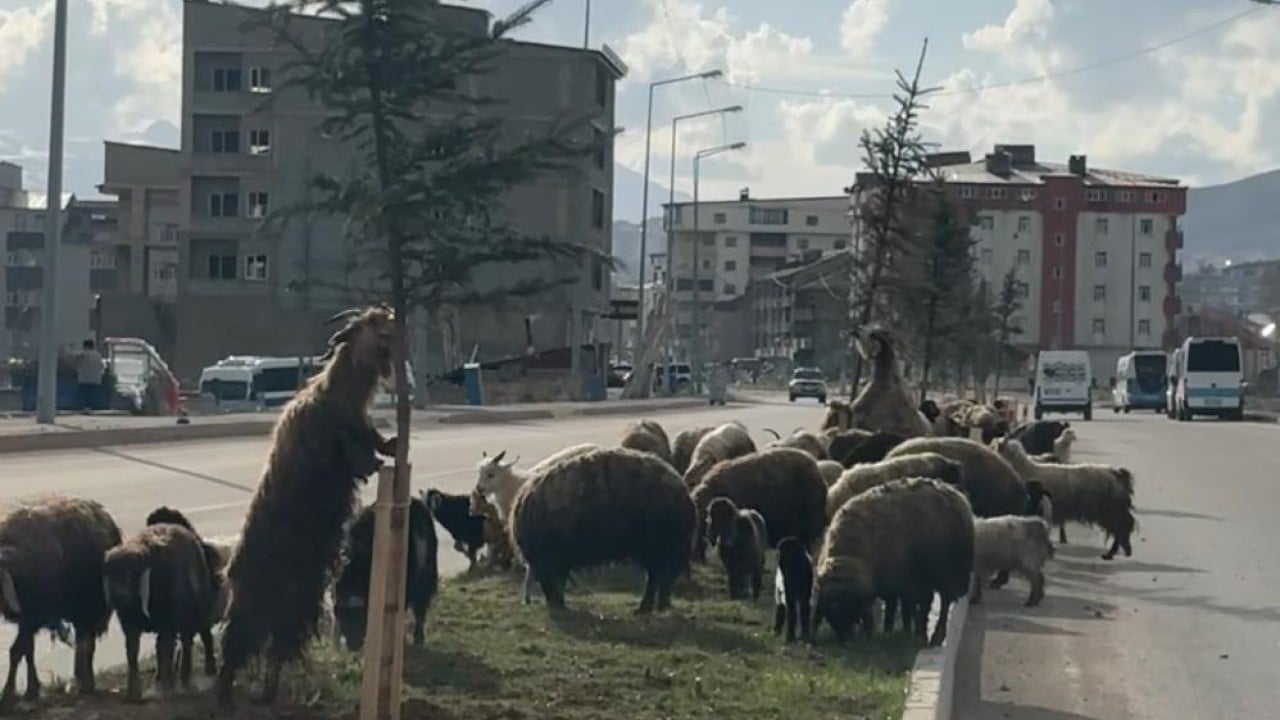 Foto - Koyunlar otladı, sürücüler bekledi Kornaya değil telefonlara sarıldılar