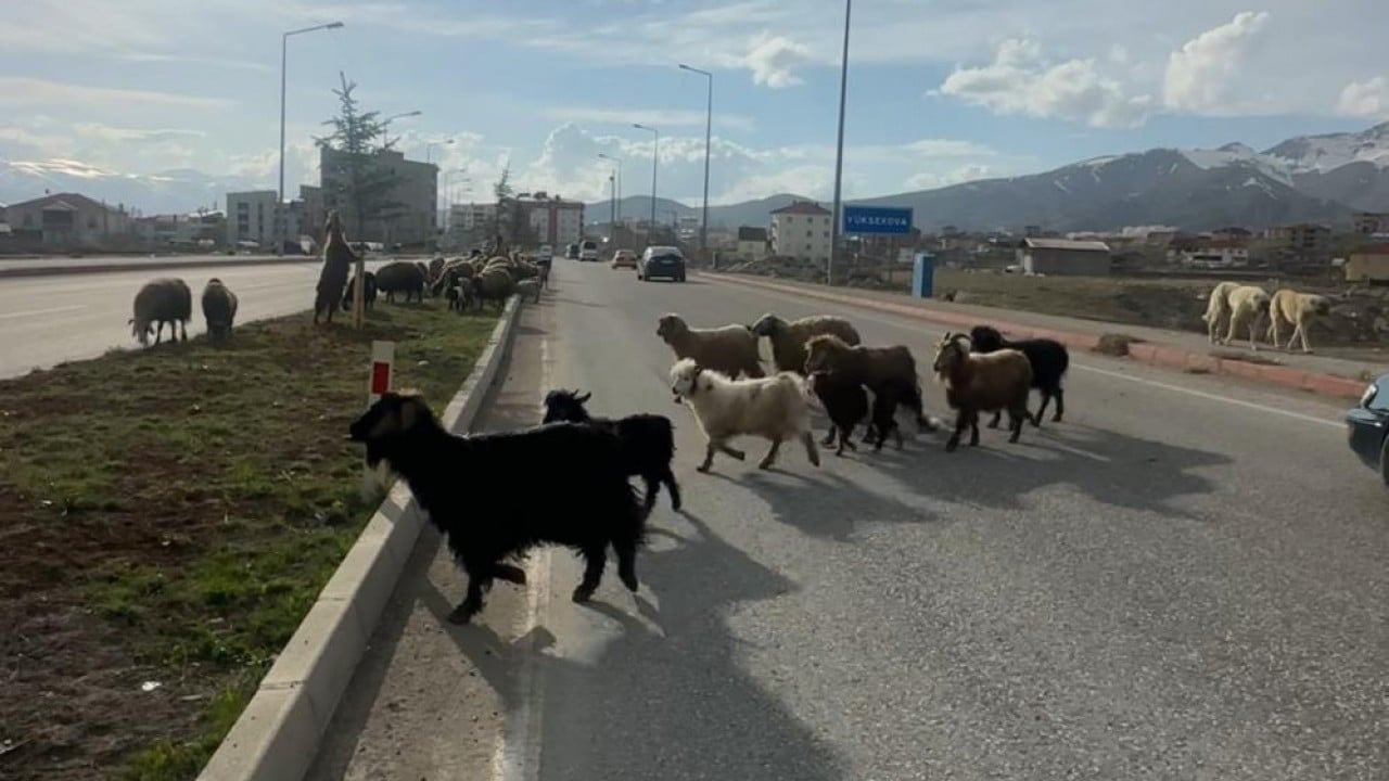 Foto - Koyunlar otladı, sürücüler bekledi Kornaya değil telefonlara sarıldılar
