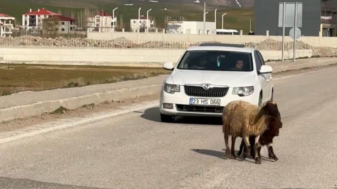 Foto - Koyunlar otladı, sürücüler bekledi Kornaya değil telefonlara sarıldılar