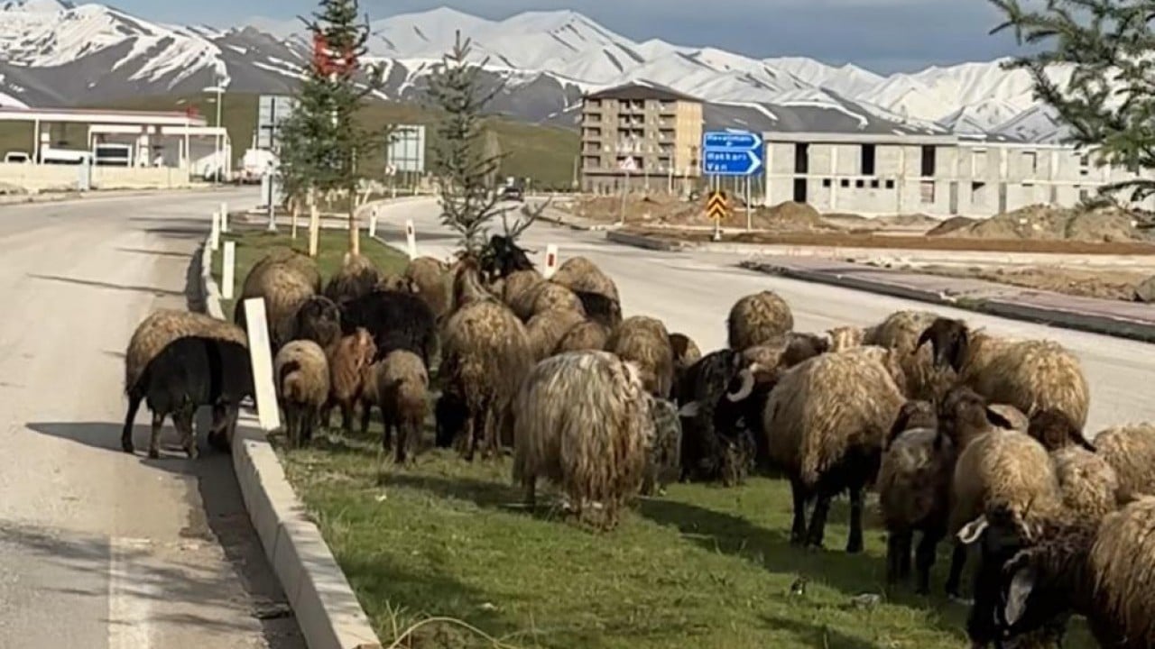 Foto - Koyunlar otladı, sürücüler bekledi Kornaya değil telefonlara sarıldılar
