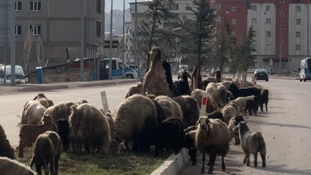 Koyunlar otladı, sürücüler bekledi Kornaya değil telefonlara sarıldılar