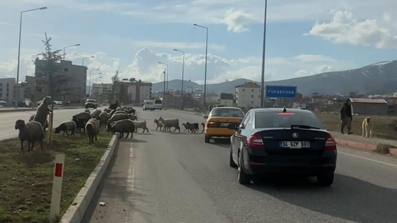 Foto - Koyunlar otladı, sürücüler bekledi Kornaya değil telefonlara sarıldılar