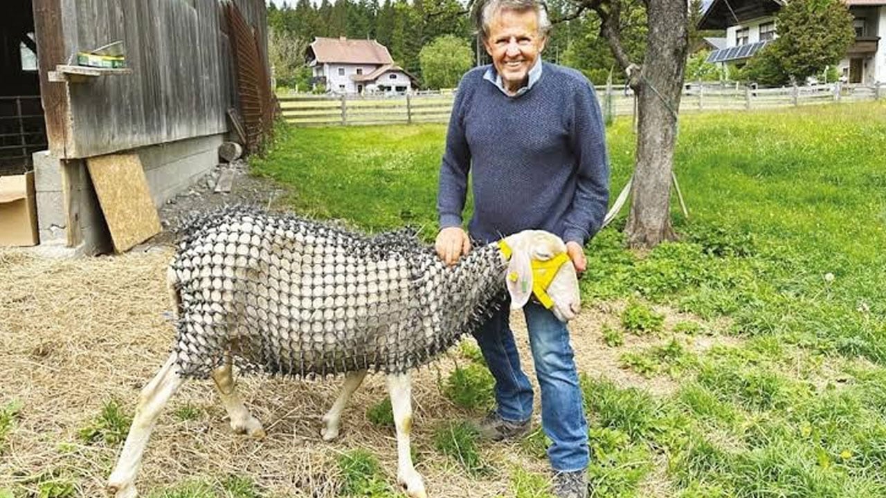 Foto - Koyunları kurttan korumak için çivili zırh giydirdiler 